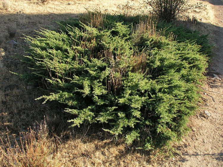 JUNIPERUS COMMUNIS