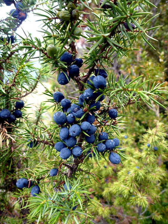 JUNIPERUS COMMUNIS