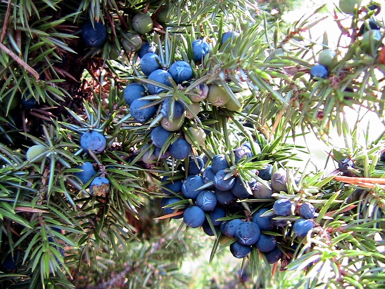 JUNIPERUS COMMUNIS