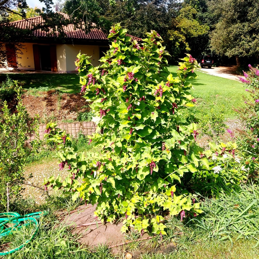 LEYCESTERIA FORMOSA PURPLE RAIN