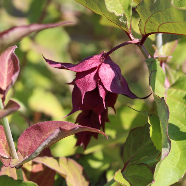 LEYCESTERIA FORMOSA PURPLE RAIN