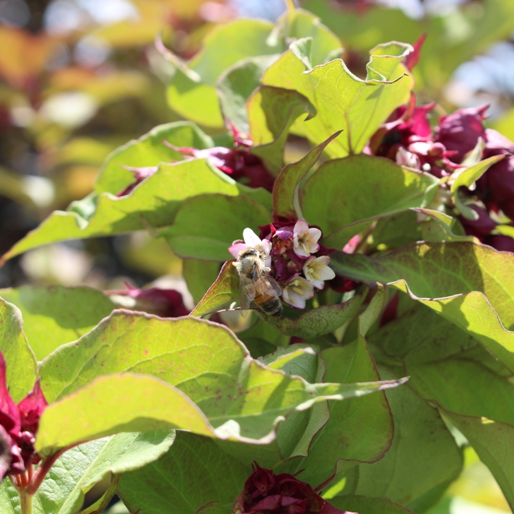LEYCESTERIA FORMOSA PURPLE RAIN