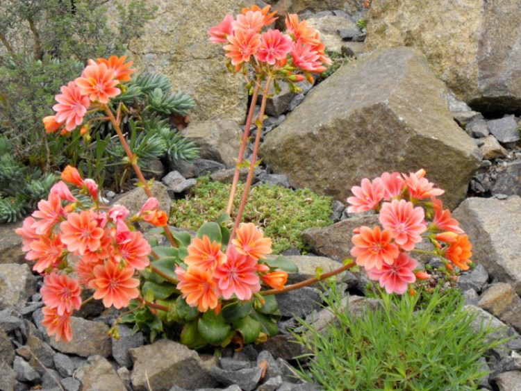 LEWISIA COTYLEDON