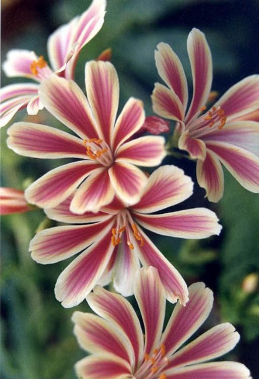 LEWISIA COTYLEDON
