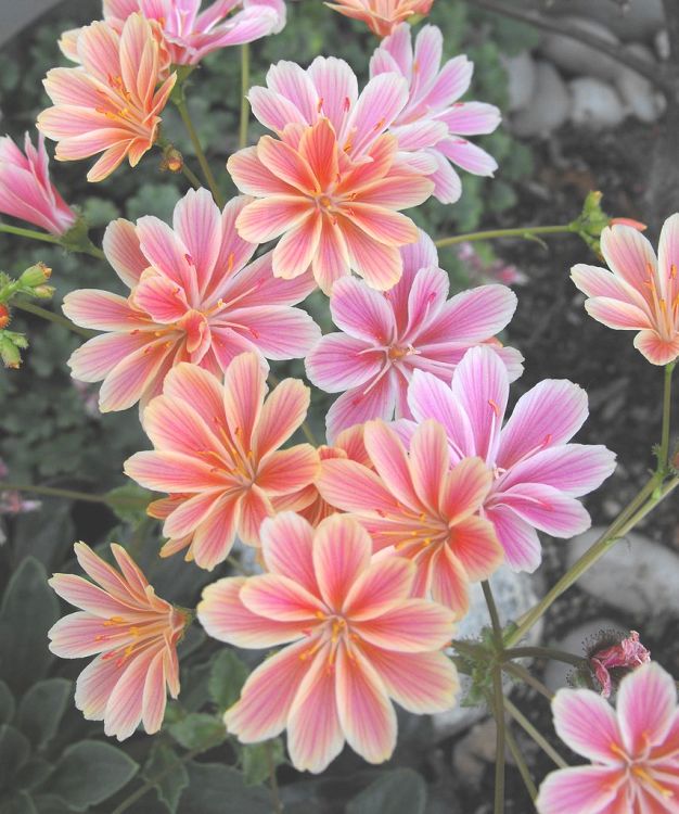 LEWISIA COTYLEDON