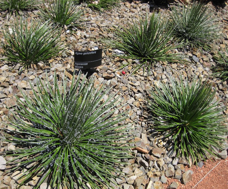 AGAVE GERMINIFLORA