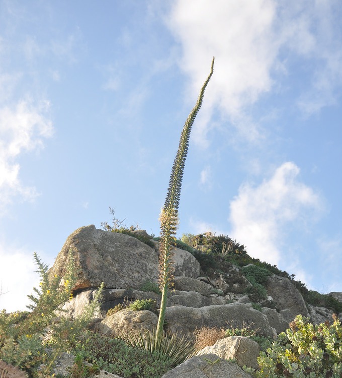 AGAVE GERMINIFLORA