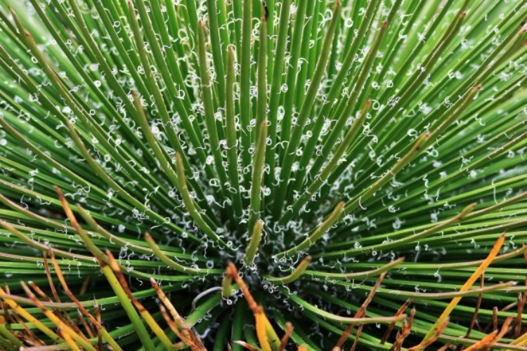 AGAVE GERMINIFLORA