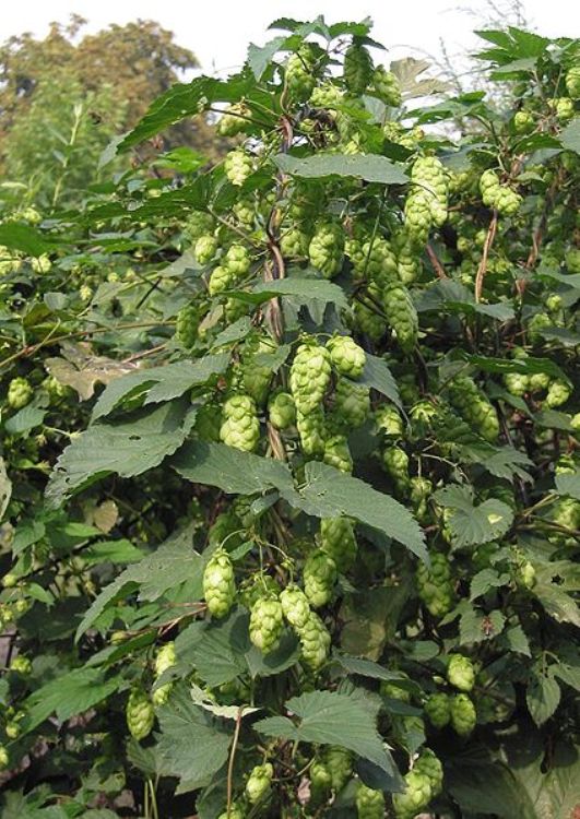 LUPPOLO (HUMULUS LUPULUS)