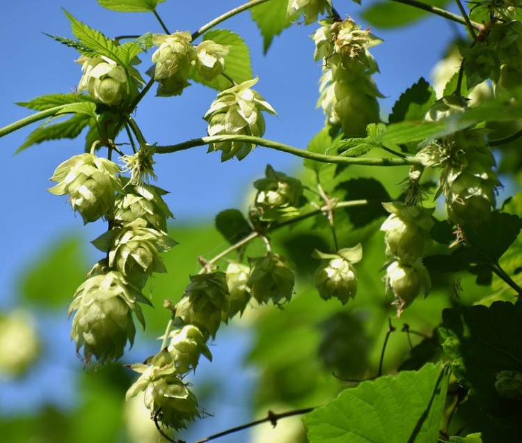 LUPPOLO (HUMULUS LUPULUS)
