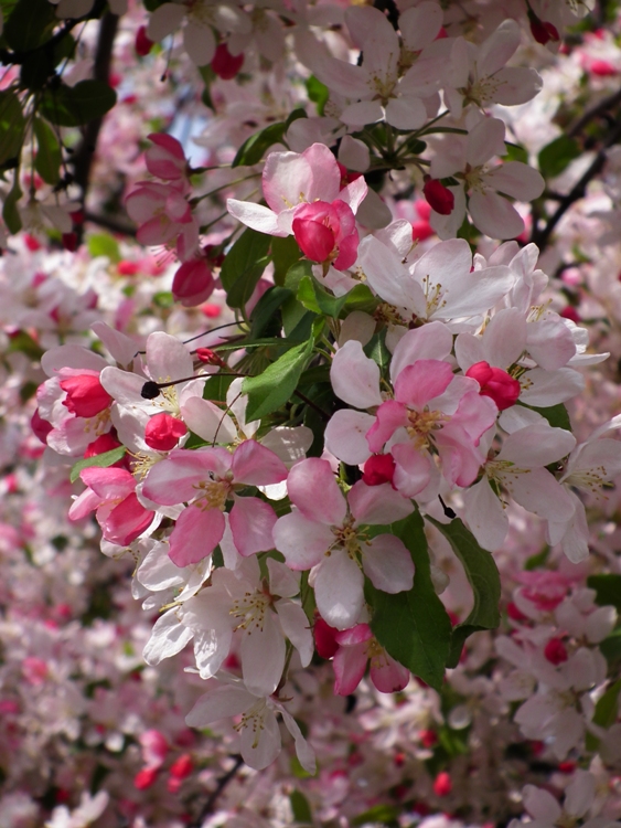 MALUS FLORIBUNDA SEIBOLD