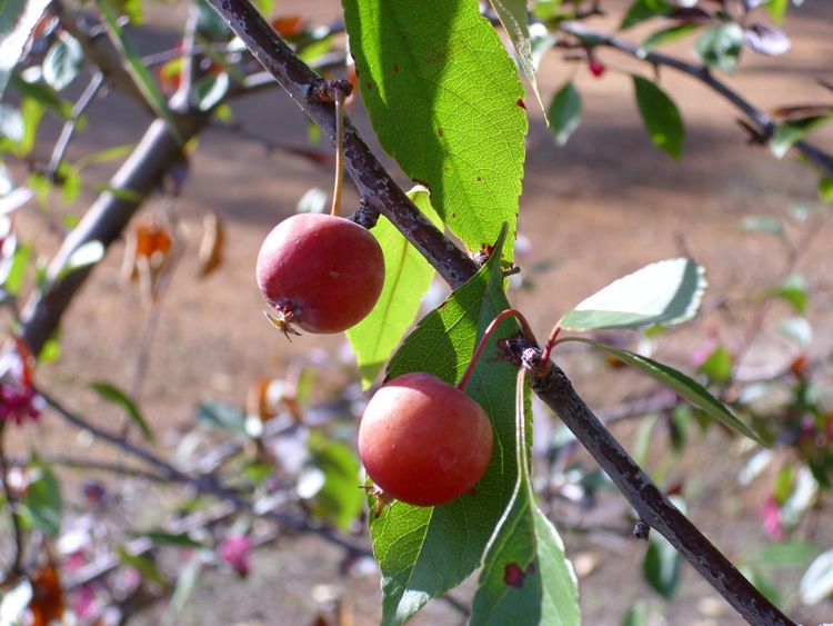 MALUS FLORIBUNDA SEIBOLD