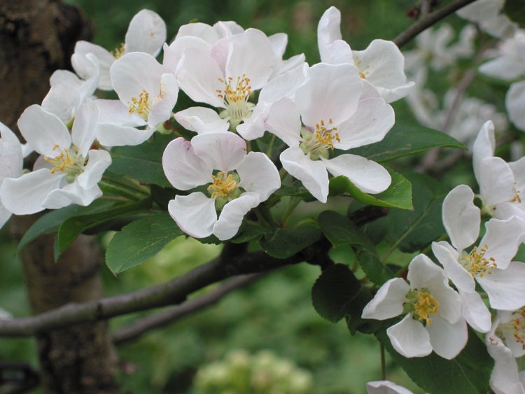 MALUS X ROBUSTA RED SENTINEL