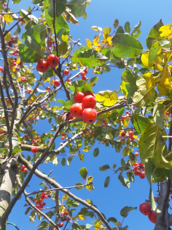 MALUS X ROBUSTA RED SENTINEL