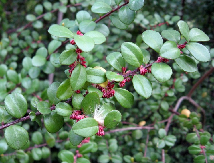 MYRSINE AFRICANA - BOSSO AFRICANO