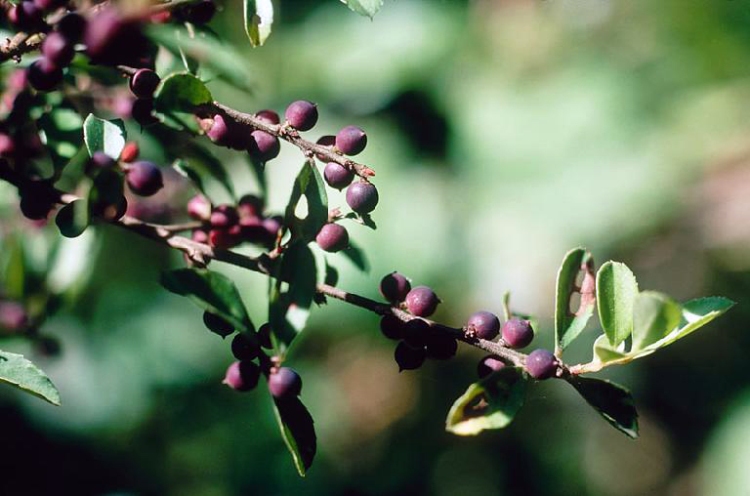 MYRSINE AFRICANA - BOSSO AFRICANO