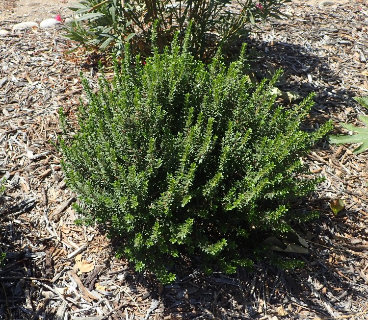 MYRTUS PUMILA