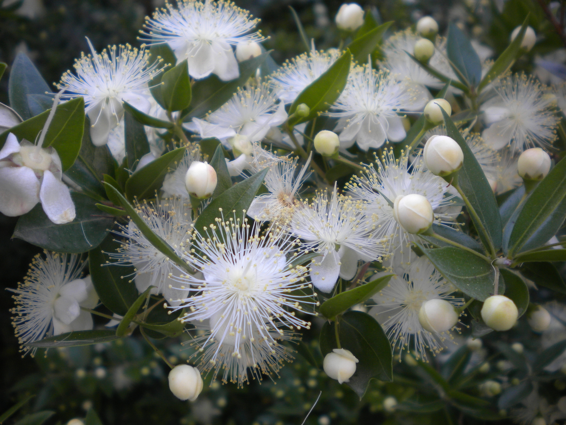 MYRTUS PUMILA