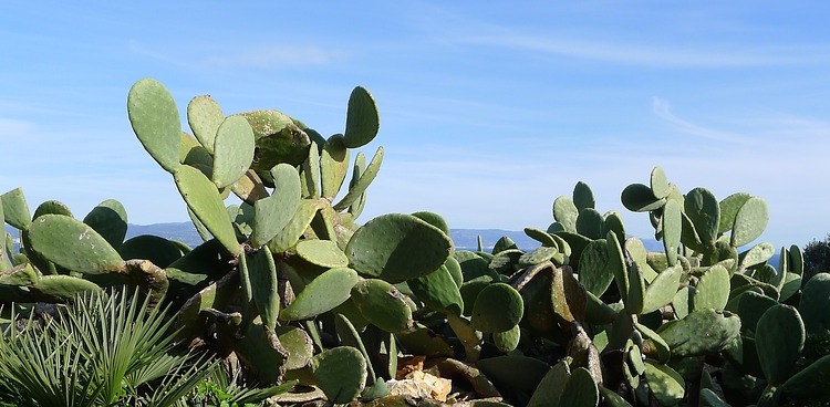 OPUNTIA FICUS INDICA (FICO D'INDIA)