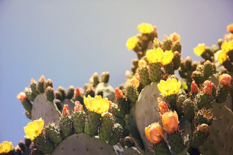 OPUNTIA FICUS INDICA (FICO D'INDIA)