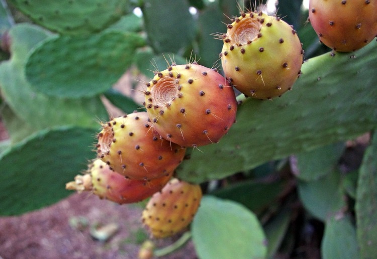 OPUNTIA FICUS INDICA (FICO D'INDIA)