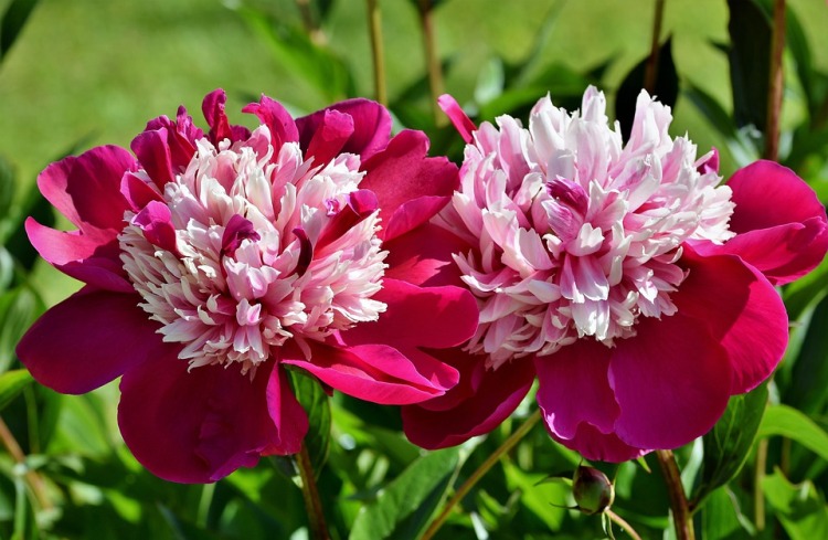 PAEONIA LACTIFLORA CELEBRITY