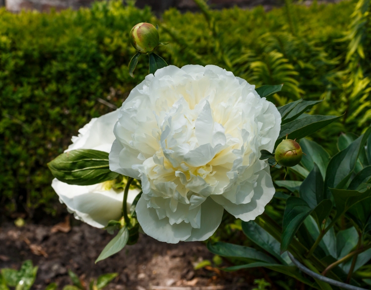 PAEONIA LACTIFLORA DUCHESSE DE NEMOURS