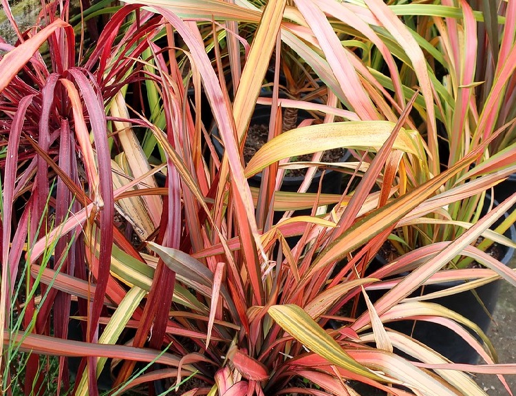 PHORMIUM COOKIANUM IN VARIETA'