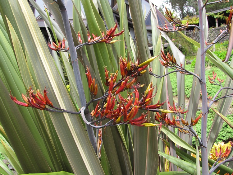 PHORMIUM COOKIANUM IN VARIETA'