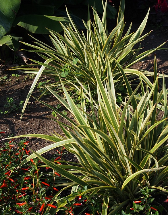 PHORMIUM COOKIANUM IN VARIETA'