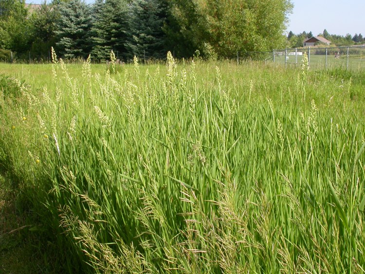 PHALARIS ARUNDINACEA