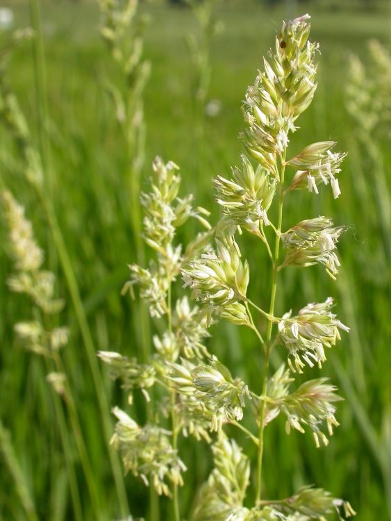 PHALARIS ARUNDINACEA
