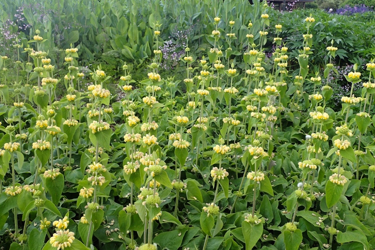 PHLOMIS RUSSELIANA