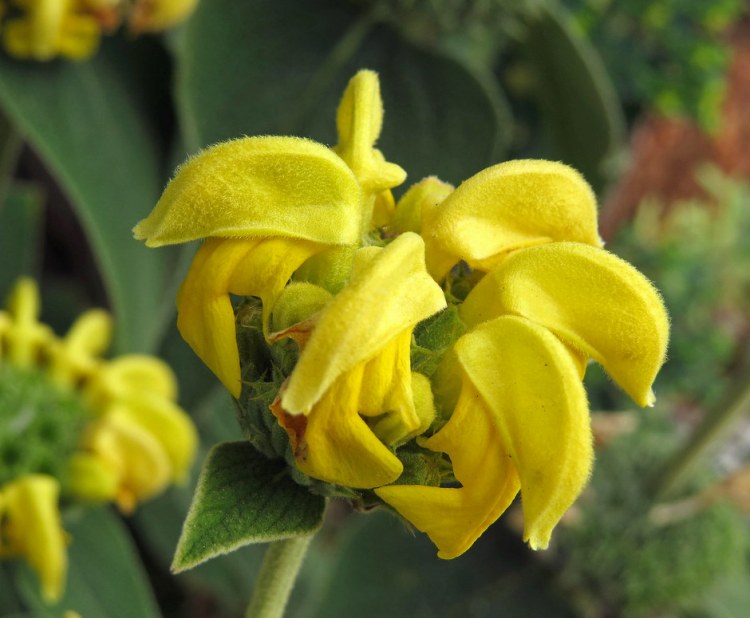 PHLOMIS RUSSELIANA