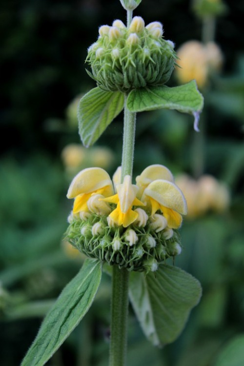 PHLOMIS RUSSELIANA