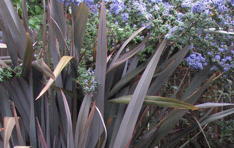 PHORMIUM COOKIANUM BLACK ADDER