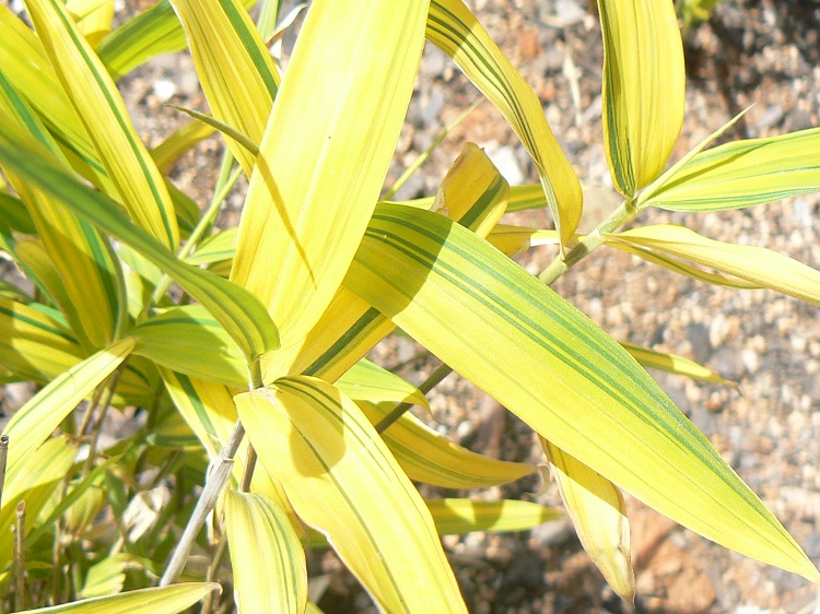 PLEIOBLASTUS VIRIDISTRIATUS