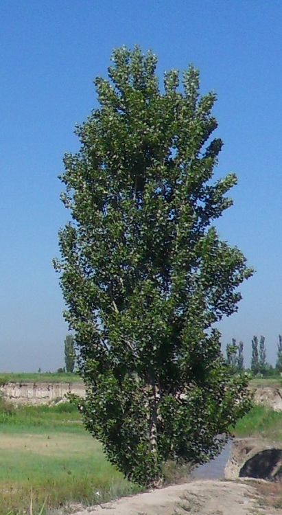 POPULUS ALBA BOLEANA
