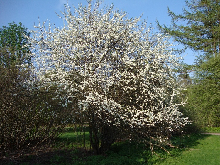 PRUNUS SPINOSA