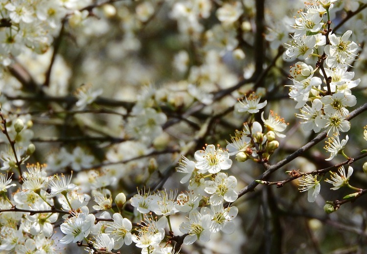 PRUNUS SPINOSA