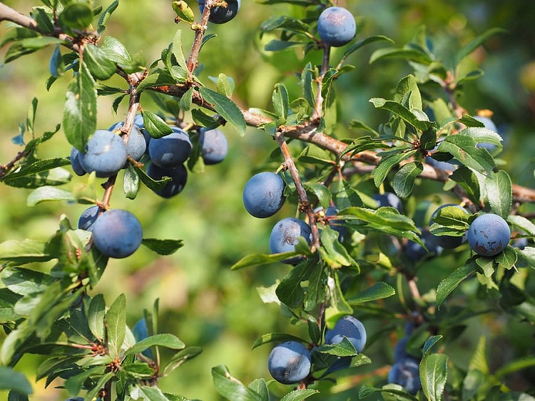 PRUNUS SPINOSA