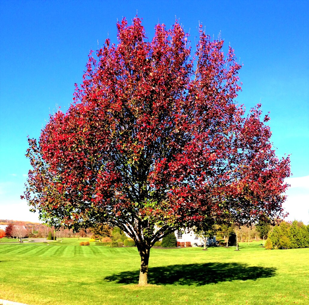 PYRUS CALLERYANA RED SPIRE