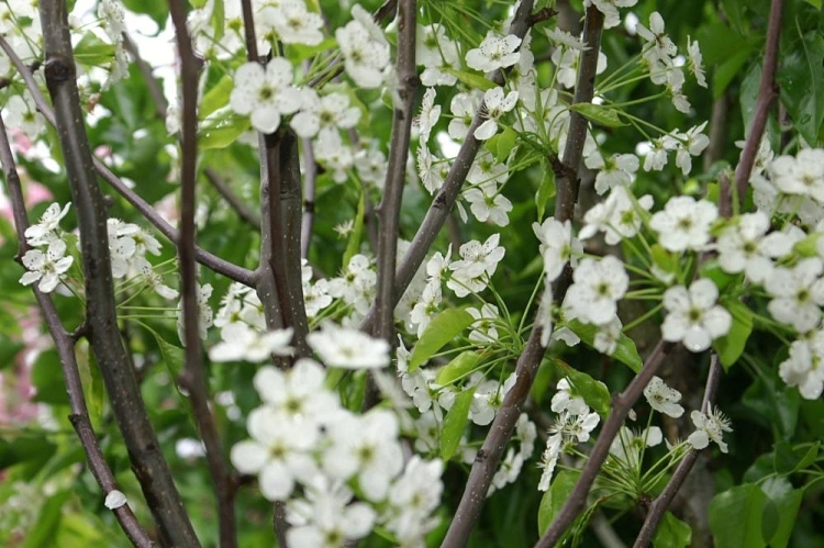 PYRUS CALLERYANA RED SPIRE
