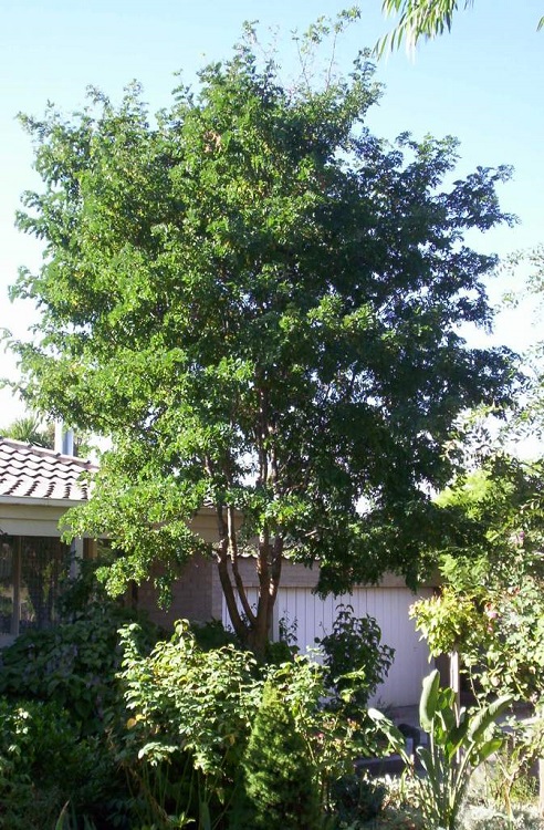 ROBINIA PSEUDOACACIA LACE LADY