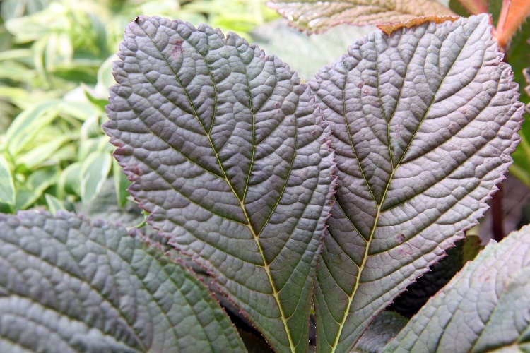 RODGERSIA PINNATA CHOCOLAT WINGS