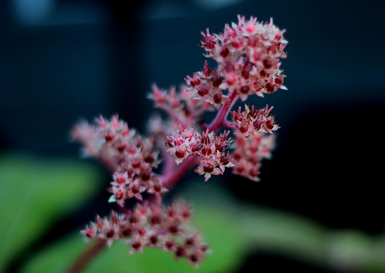 RODGERSIA PINNATA CHOCOLAT WINGS