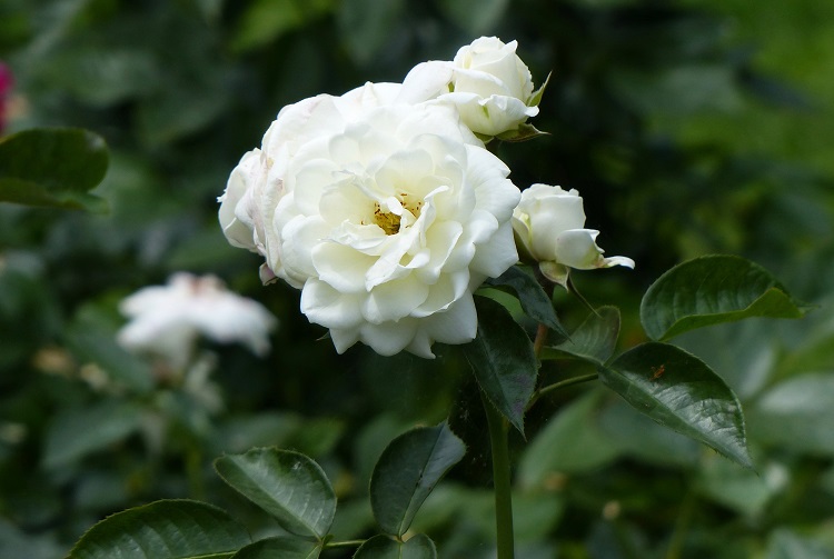 ROSA POLYANTHA ALABASTER