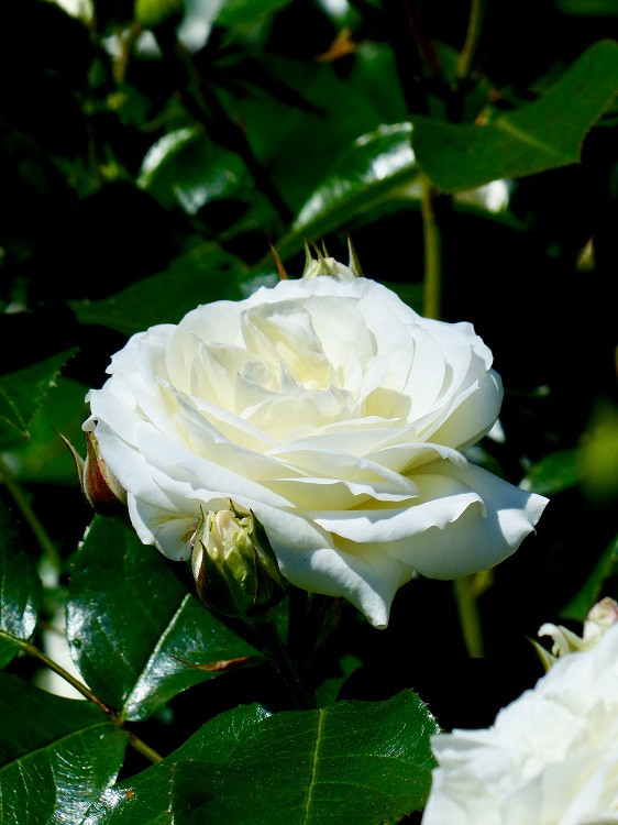 ROSA POLYANTHA ALABASTER