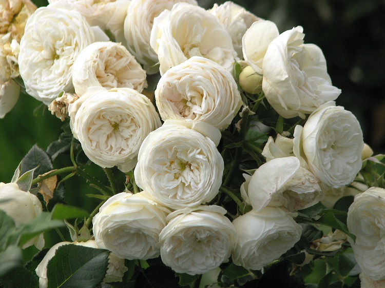 ROSA POLYANTHA ARTEMIS