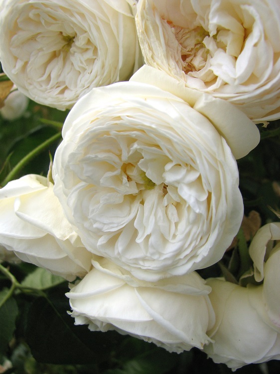 ROSA POLYANTHA ARTEMIS